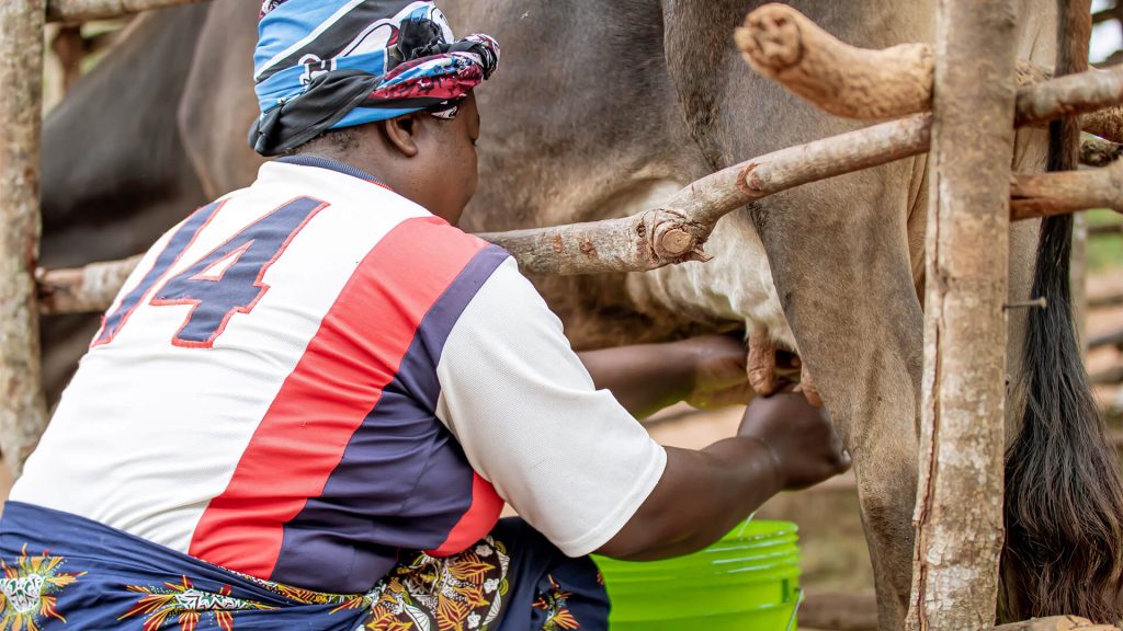 Muliko Livestock