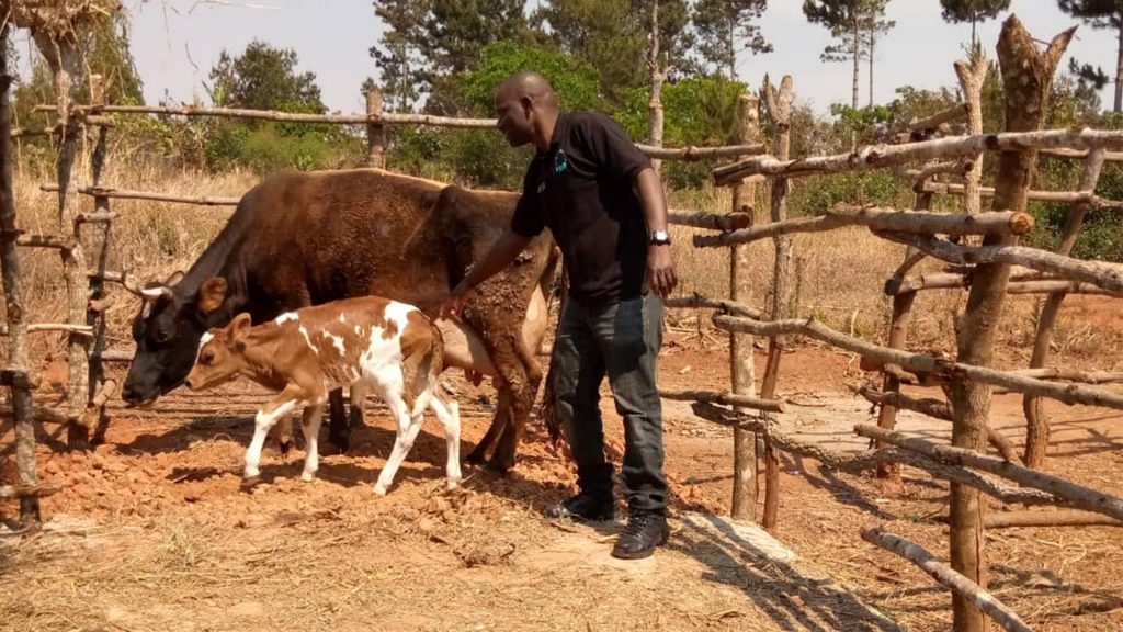 Muliko Livestock